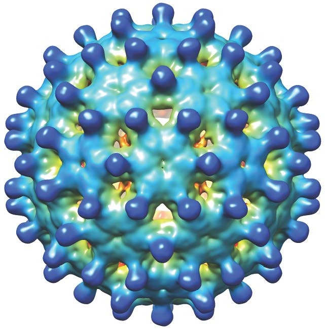 Ofatumumab ARZERRA® : dépistage du virus de l’hépatite B avant l’initiation d’un traitement par Arzerra®